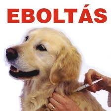 eboltas Eboltás